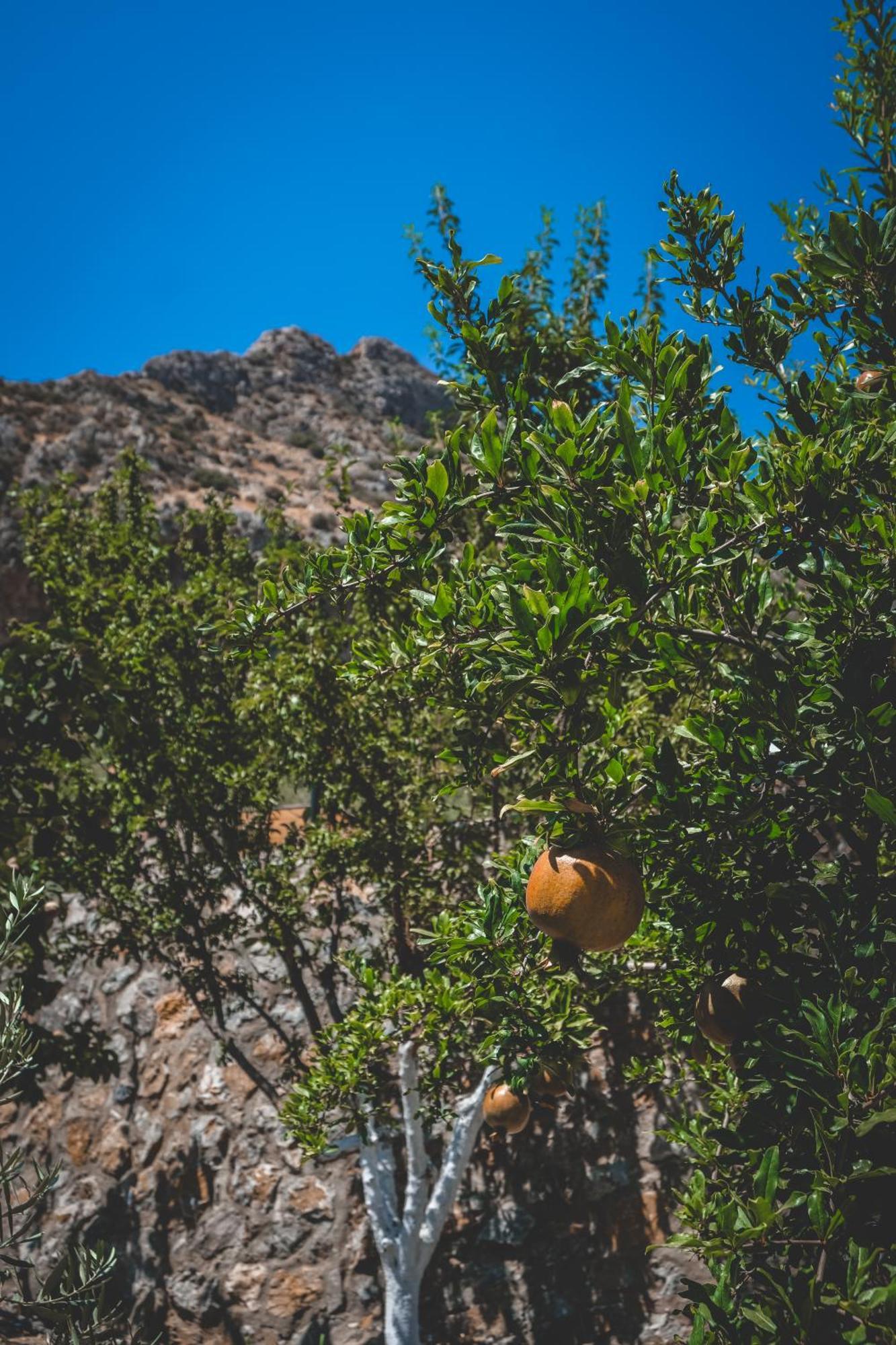 Natureland Efes Pension Селчук Екстериор снимка