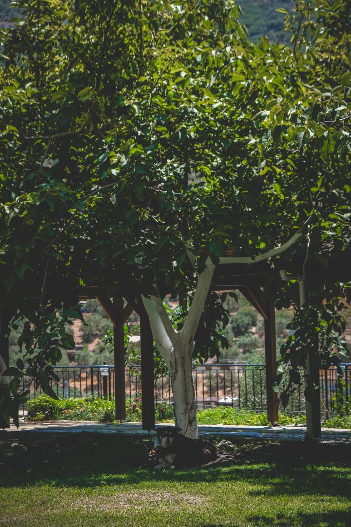 Natureland Efes Pension Селчук Екстериор снимка