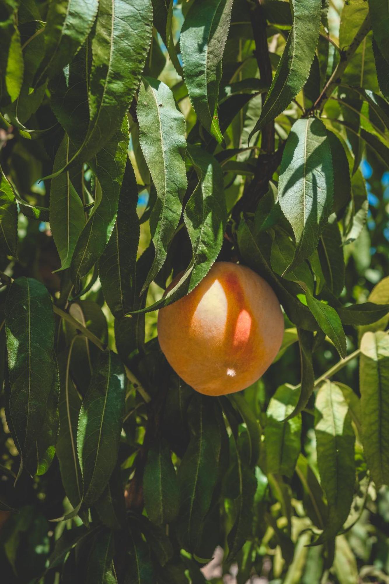 Natureland Efes Pension Селчук Екстериор снимка